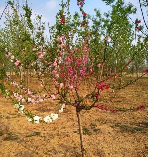 夏天可以移栽紫叶碧桃树吗？移栽时应该注意什么？