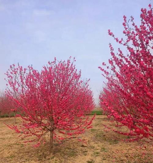 夏天可以移栽紫叶碧桃树吗？移栽时应该注意什么？