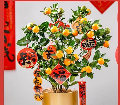春节花卉的寓意有哪些？如何选择寓意吉祥的春节花卉？