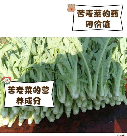 甜麦菜和苦麦菜何时播种？播种时的注意事项有哪些？
