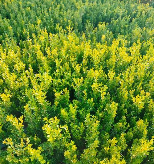 隔音降噪应该选择什么树种？种植隔音树需要注意什么？