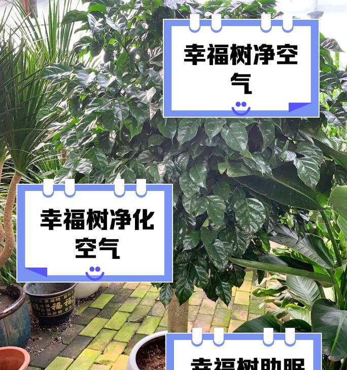 隔音降噪应该选择什么树种？种植隔音树需要注意什么？