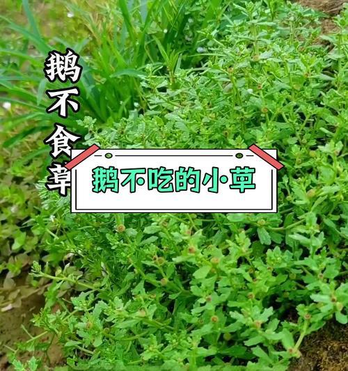 养鹅没有草可行吗？鹅的饲养中草料的重要性是什么？