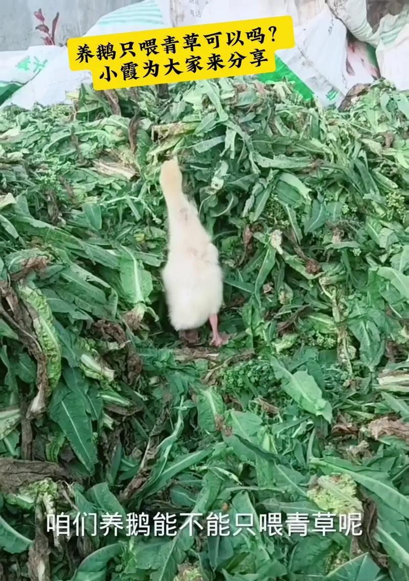 养鹅没有草可行吗？鹅的饲养中草料的重要性是什么？