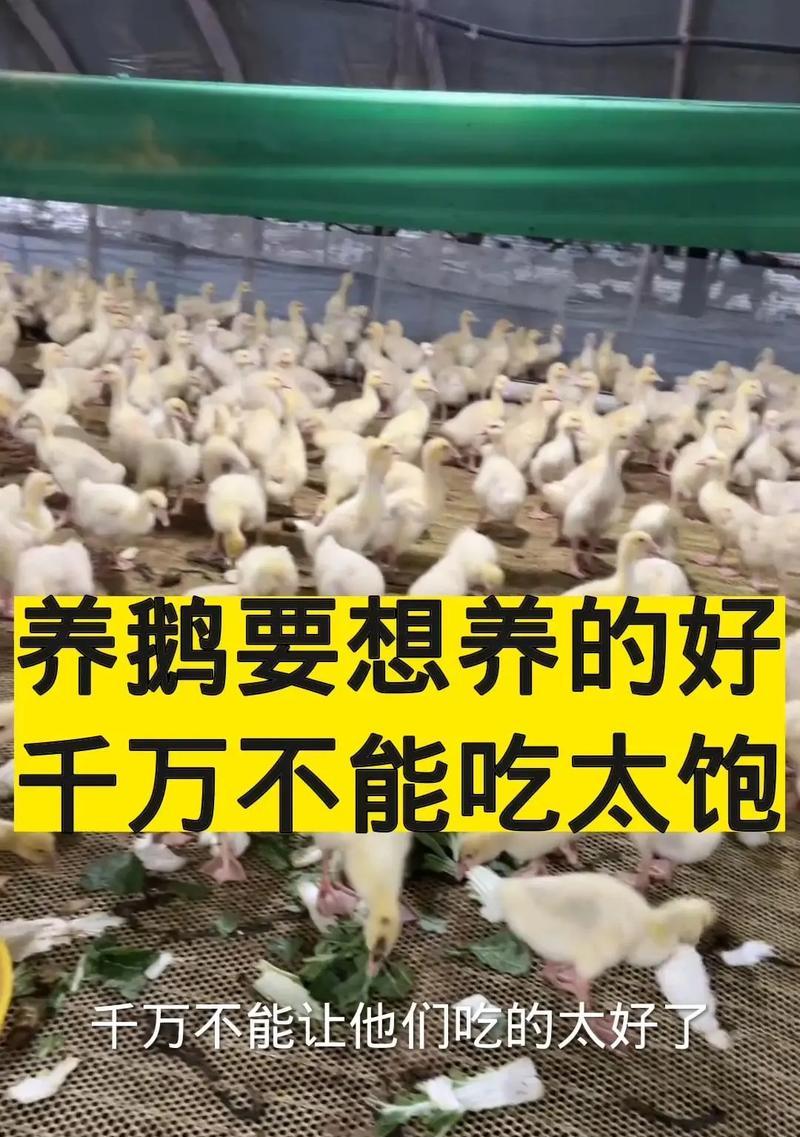 养鹅没有草可行吗？鹅的饲养中草料的重要性是什么？