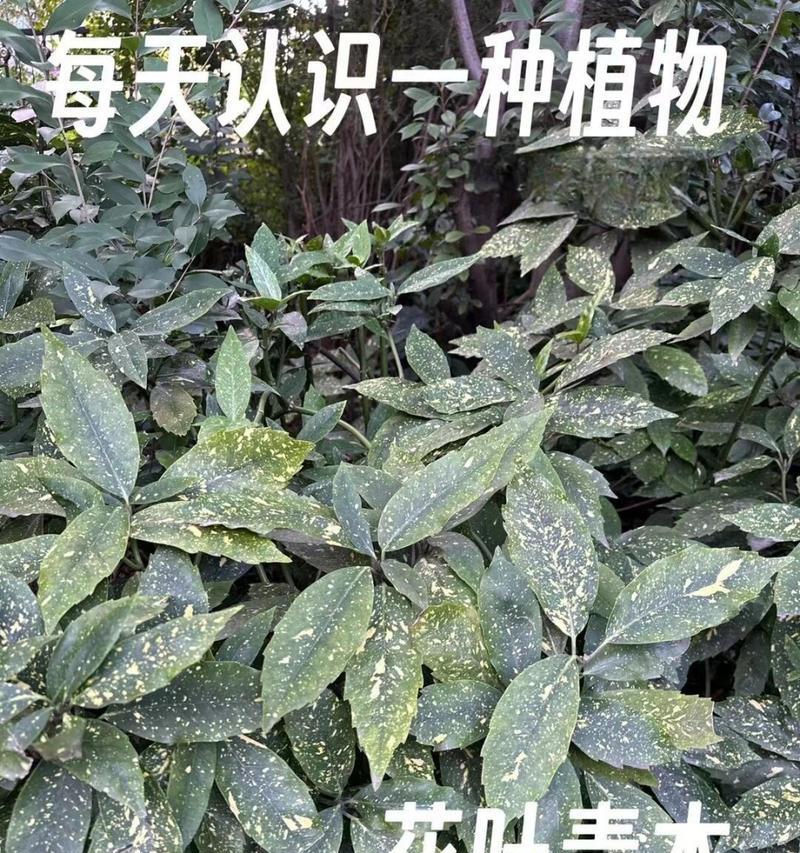 花叶青木的种植要点是什么？如何确保其色彩鲜艳？