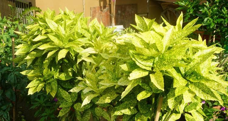 花叶青木的种植要点是什么？如何确保其色彩鲜艳？