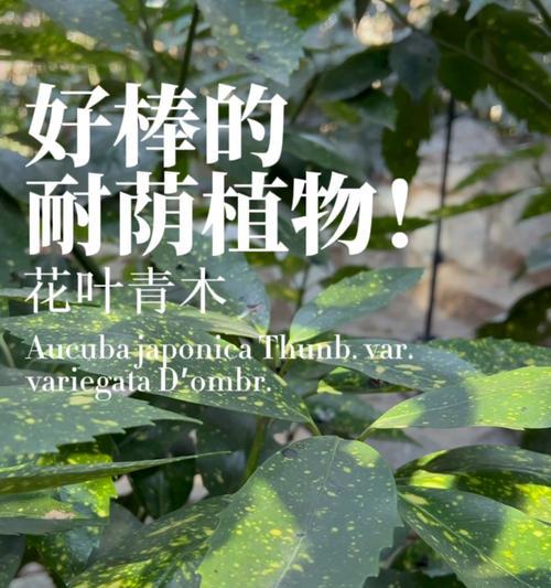 花叶青木的种植要点是什么？如何确保其色彩鲜艳？