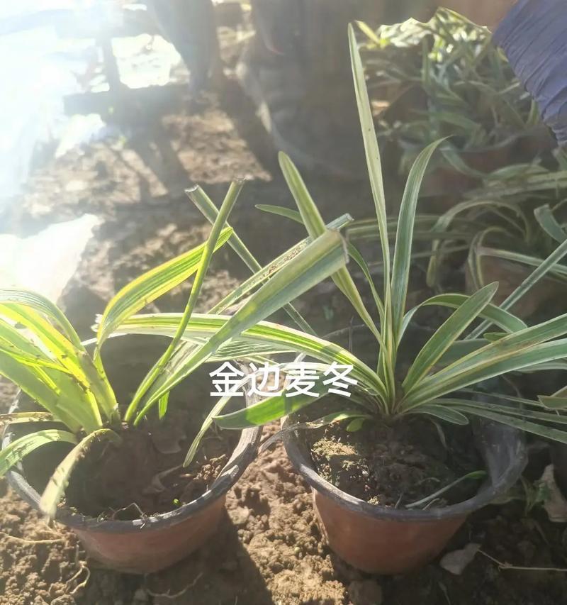 金边麦冬如何种植？金边麦冬的种植技巧是什么？
