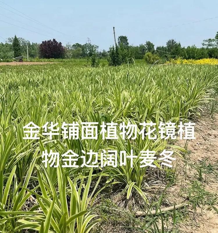 金边麦冬如何种植？金边麦冬的种植技巧是什么？