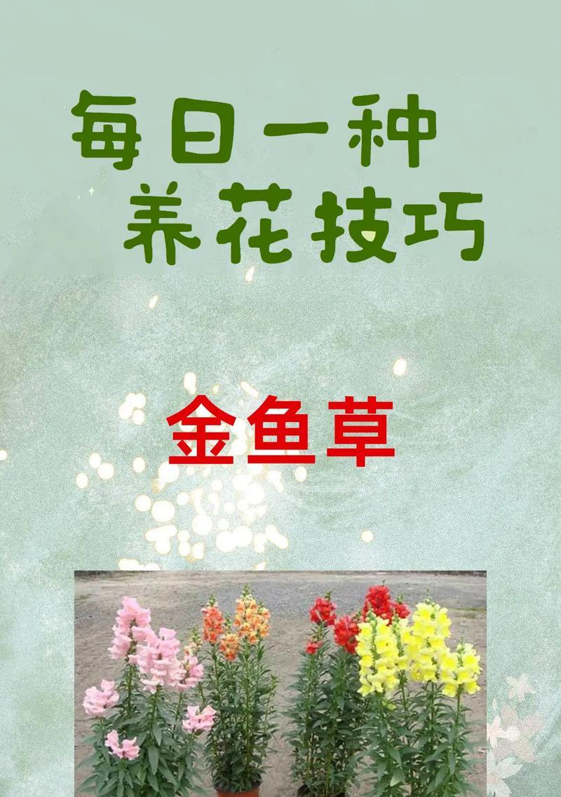 小叶金鱼藤怎样种植？有哪些注意事项？
