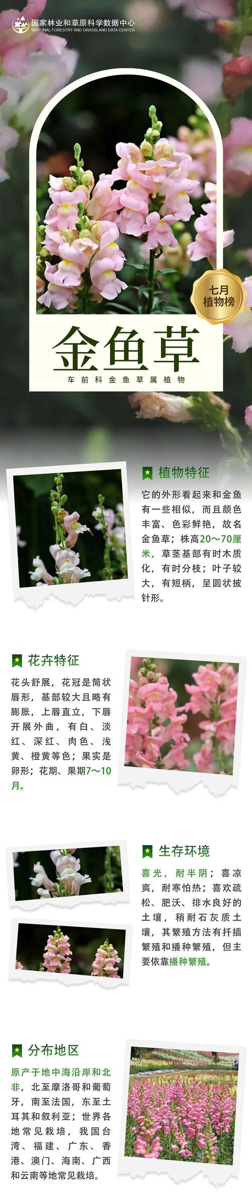 小叶金鱼藤怎样种植？有哪些注意事项？