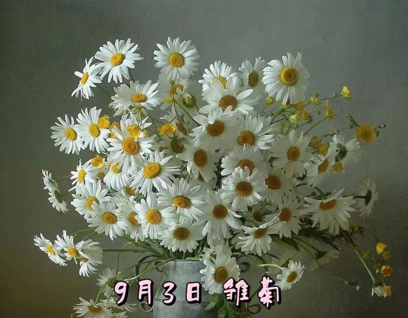 雏菊花象征着什么？雏菊的花语有哪些含义？