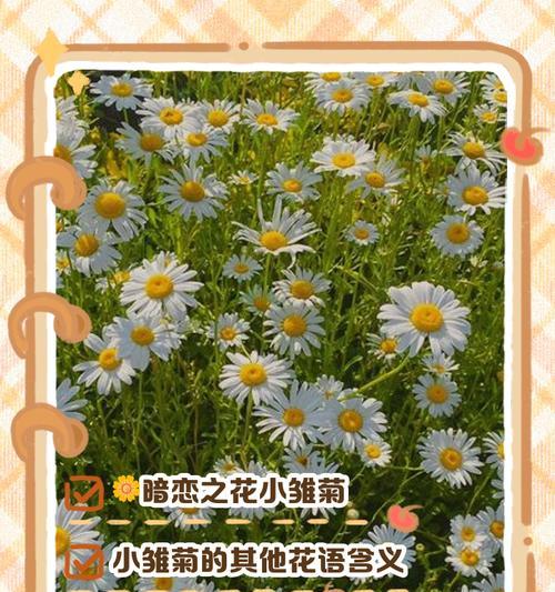 雏菊花象征着什么？雏菊的花语有哪些含义？