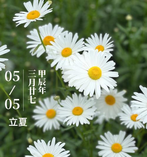 雏菊花象征着什么？雏菊的花语有哪些含义？