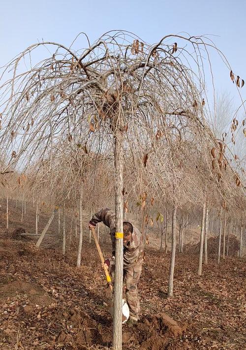 垂榆树怎么种植？种植垂榆的技巧有哪些？