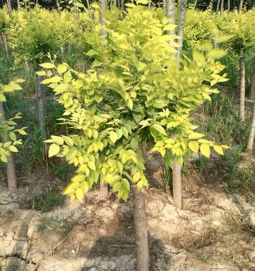 垂榆树怎么种植？种植垂榆的技巧有哪些？