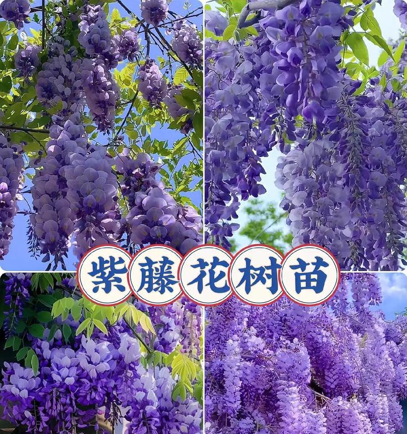 紫藤木化需要多长时间？木化过程中需要注意什么？