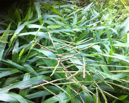粗秆雀稗如何种植？种植粗秆雀稗有哪些要点？