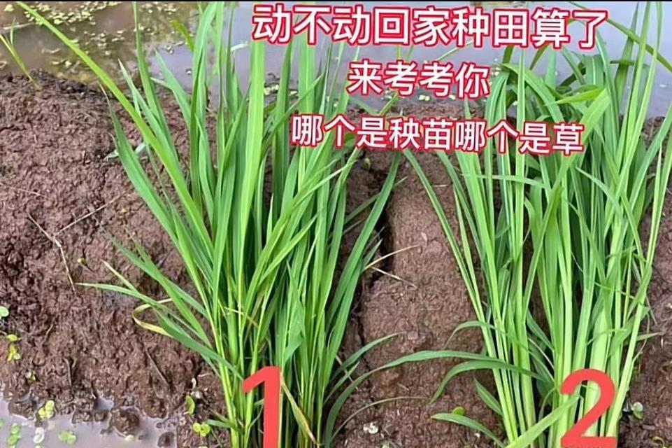 粗秆雀稗如何种植？种植粗秆雀稗有哪些要点？