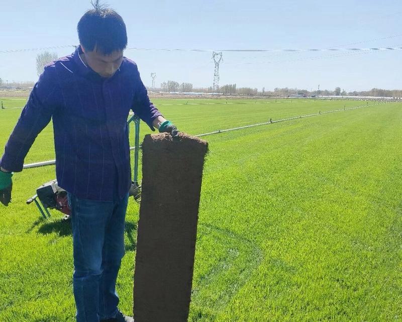 早熟禾和高羊茅如何混播？混播后的效果如何？