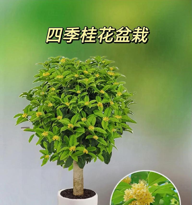 有哪些植物能保持四季常绿？