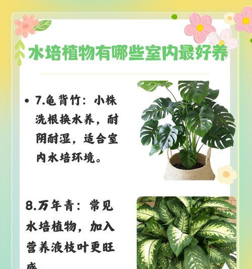 有哪些植物能保持四季常绿？