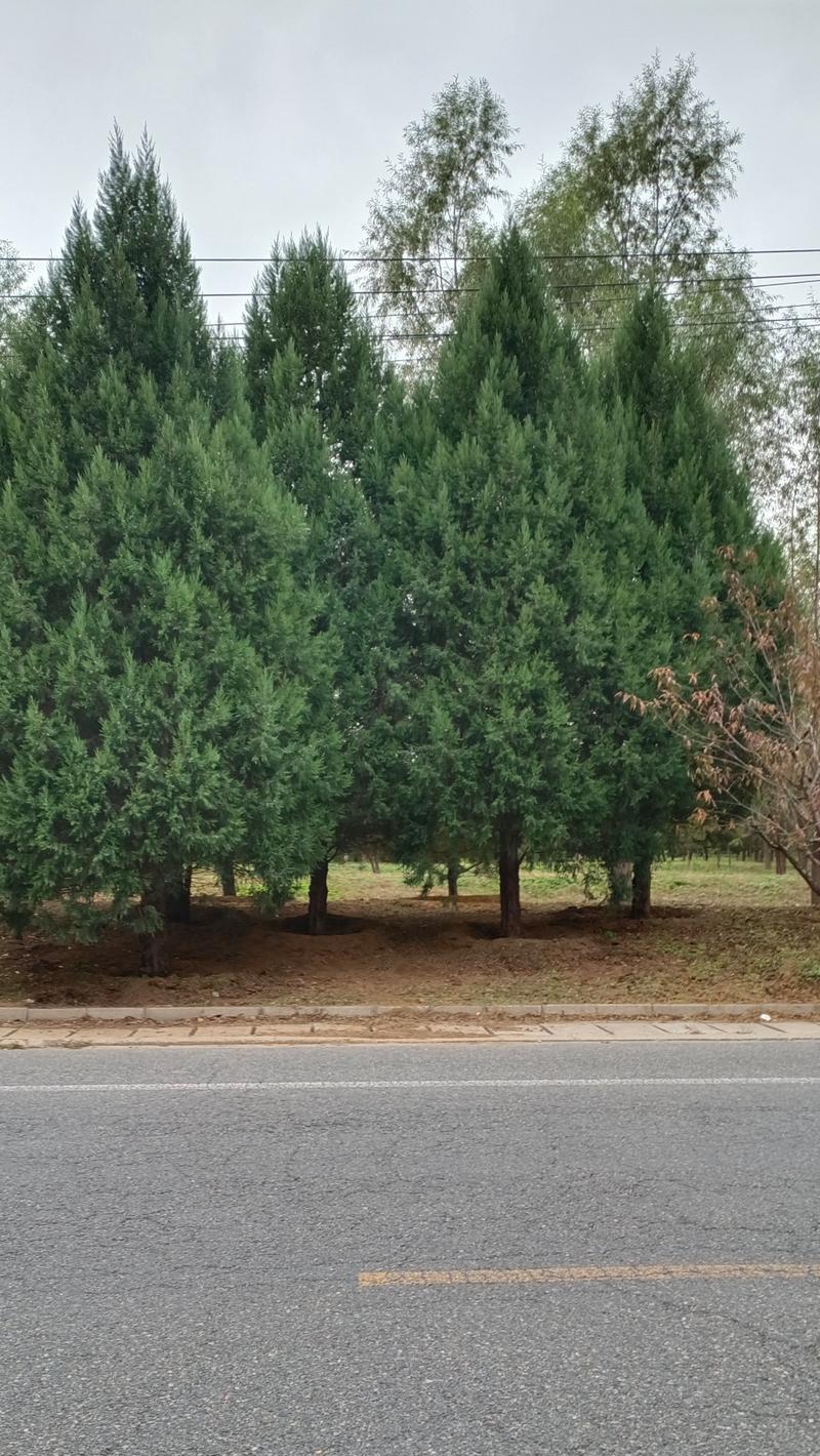 夏天适合种植在道路两旁的树种有哪些？