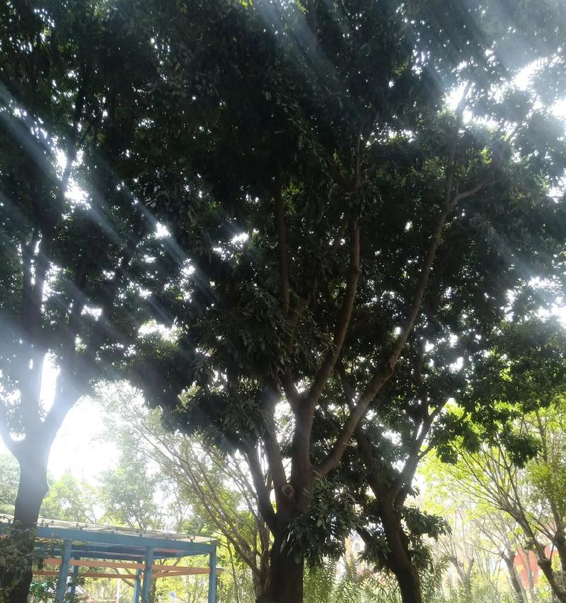 夏天适合种植在道路两旁的树种有哪些？