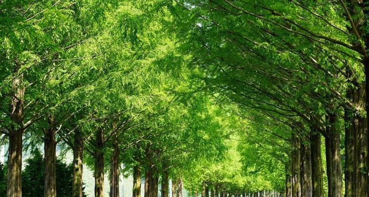 夏天适合种植在道路两旁的树种有哪些？