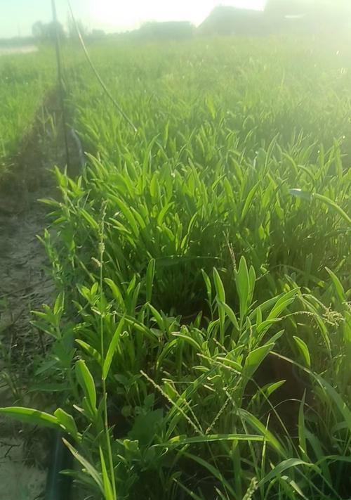 金鸡菊怎么种植？种植过程中需要注意什么？