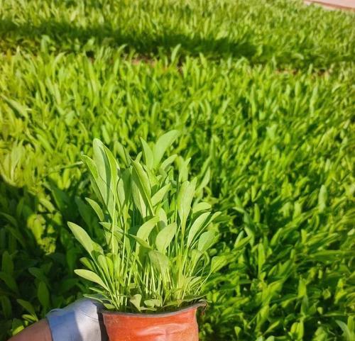 金鸡菊怎么种植？种植过程中需要注意什么？