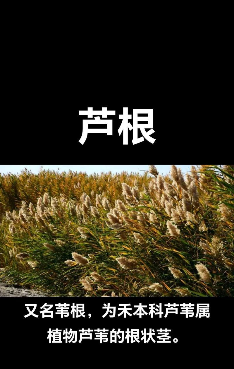 芦苇的最佳栽种时间是什么时候？如何确保芦苇的成活率？