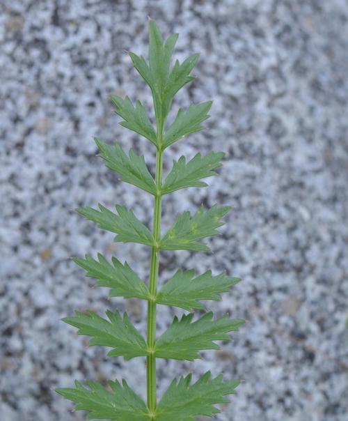 草甸藁本应该如何种植？种植草甸藁本需要注意什么？