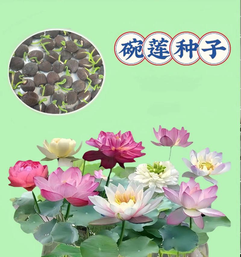 北方适合种植哪些荷花？荷花种植在北方有哪些技巧？