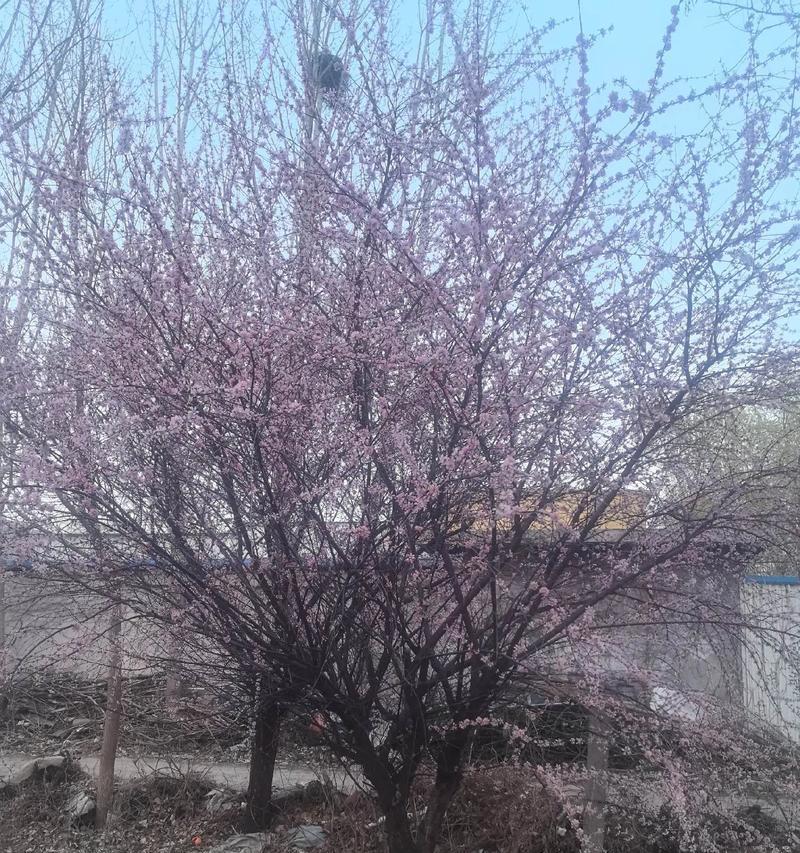 榆叶梅如何种植？榆叶梅种植有哪些要点？