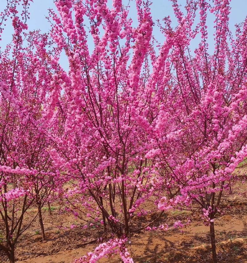 榆叶梅如何种植？榆叶梅种植有哪些要点？