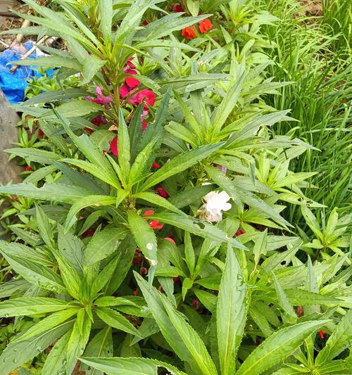 指甲草花冬天能存活吗？如何过冬？