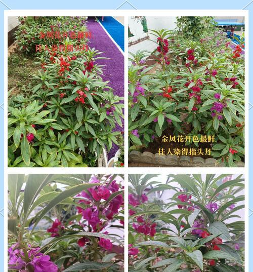 指甲草花冬天能存活吗？如何过冬？