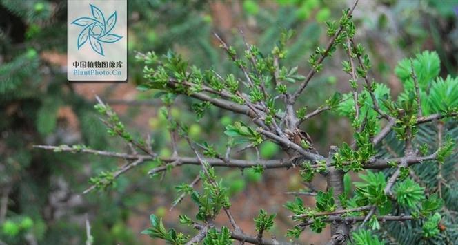 糙毛帚枝鼠李怎么种？种植过程中应注意什么？