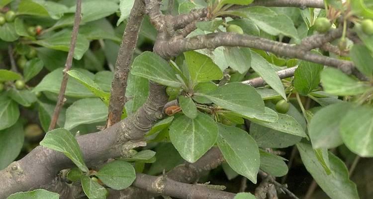 糙毛帚枝鼠李怎么种？种植过程中应注意什么？