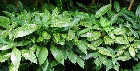 桃叶珊瑚怎么种植？种植桃叶珊瑚有哪些要点？