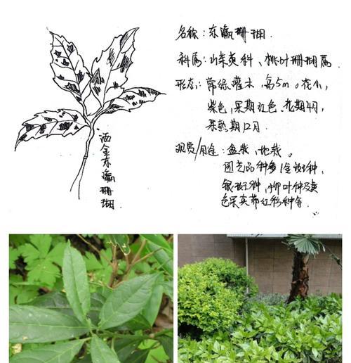 桃叶珊瑚怎么种植？种植桃叶珊瑚有哪些要点？
