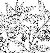 变异藤山柳种植有哪些技巧？