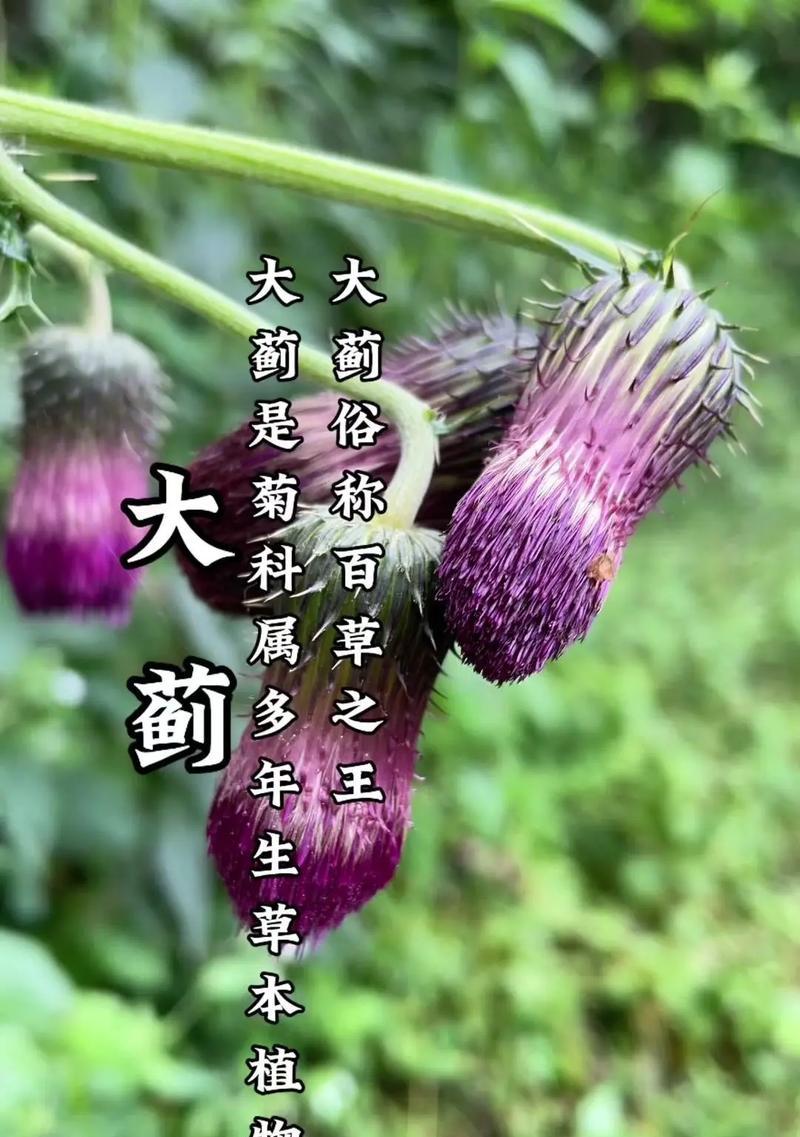 峨眉蓟如何种植？种植过程中有哪些关键点？
