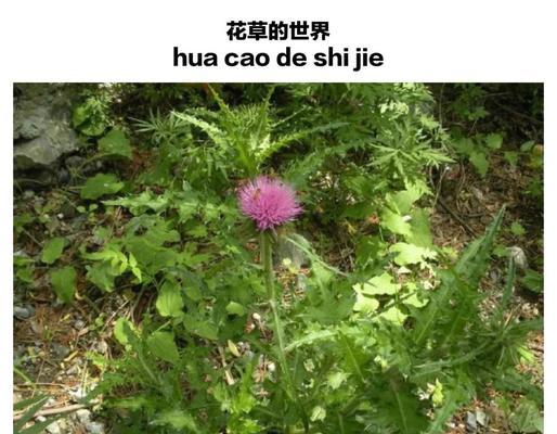 峨眉蓟如何种植？种植过程中有哪些关键点？