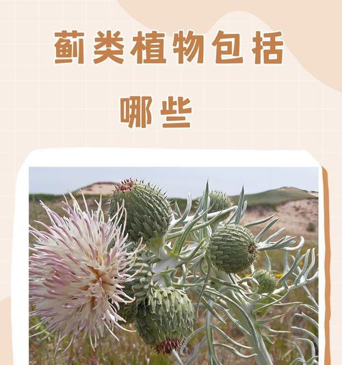 峨眉蓟如何种植？种植过程中有哪些关键点？