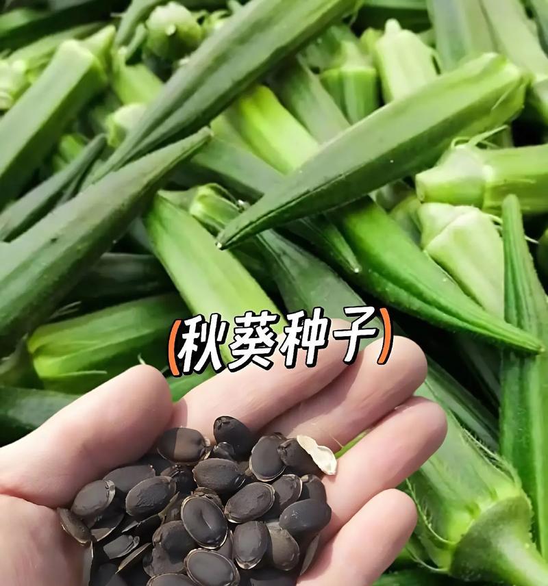 秋天适合种植哪些花朵种子？这些种子的种植方法是什么？
