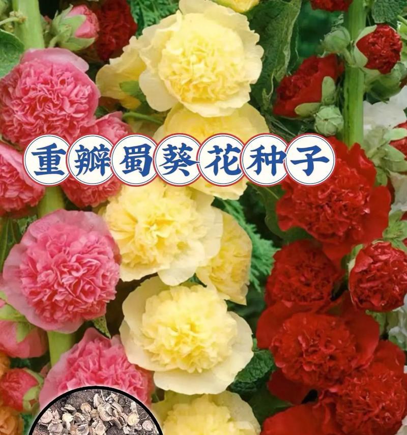 秋天适合种植哪些花朵种子？这些种子的种植方法是什么？