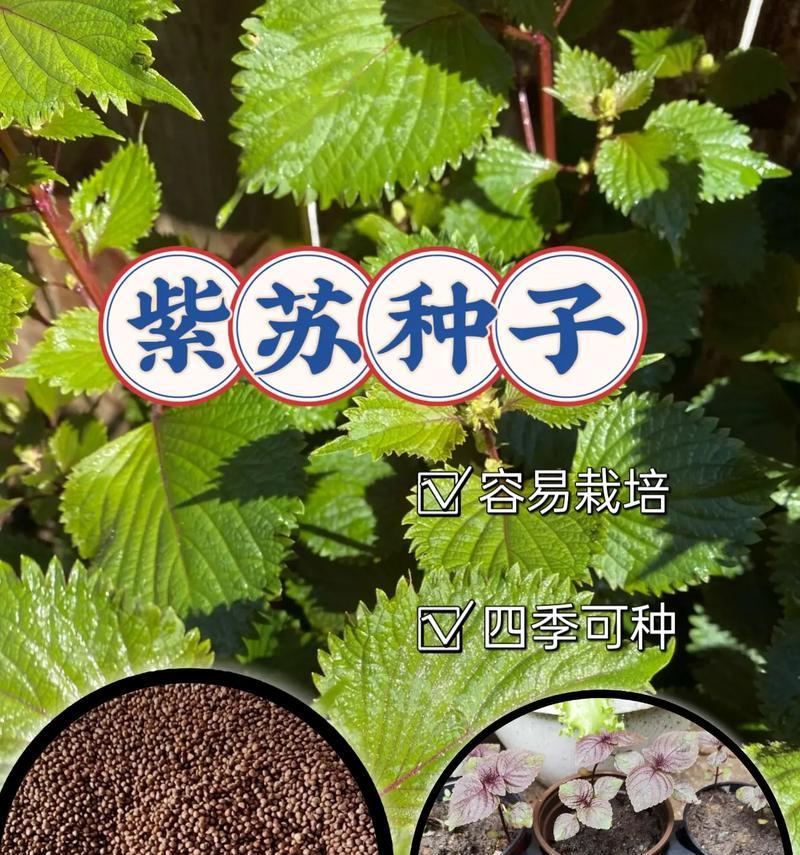 流苏种子最佳种植季节是什么时候？